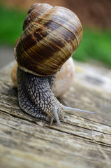 Snail on a tree
