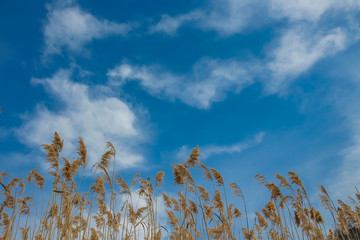 Fototapeta premium Ears with sky in the background