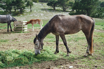 Naklejka na ściany i meble Animals, horses graze in a meadow in the mountains, nature