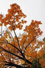 Autumn. Yellow trees.