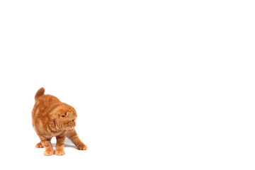 Scottish Fold cat Color of red marble on cream. Place for text. White isolated background