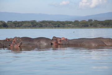 Fototapeta na wymiar Nilpferde in Afrika