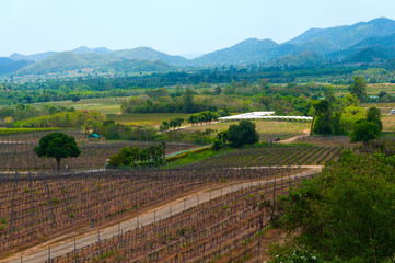 Fototapeta na wymiar View of the Hua Hin hills vineyard in Thailand.