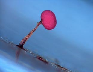 A red fruit body of a slime mold, or myxomycete, Physarum roseum. A blob on a stipe looks like a...
