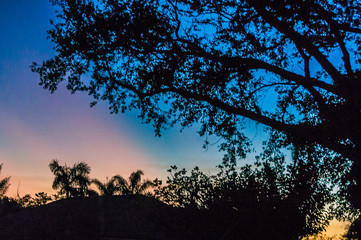 Fototapeta na wymiar sunset through the trees of the swamps