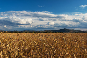 wheat field in mountains on sunset