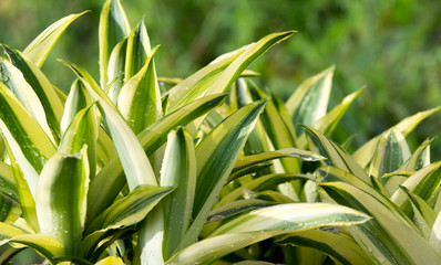 water drops on green leaf