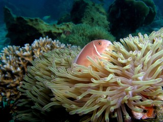 Pink skunk clownfish in magnificent sea anemone, Koh Chang, Thailand, Underwater photograph