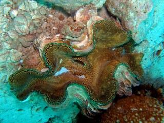 Giant clam, Koh Chang, Thailand, Underwater photograph