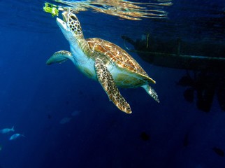Hawksbill Sea Turtle, Similan Islands, Andaman Sea, Thailand, Underwater photograph