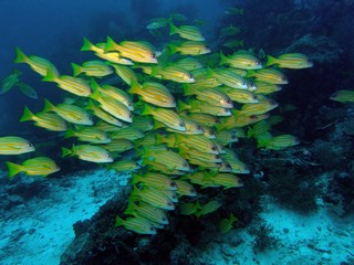 Fototapeta na wymiar Blue-stripped snapper, Similan Islands, Andaman Sea, Thailand, Underwater photograph