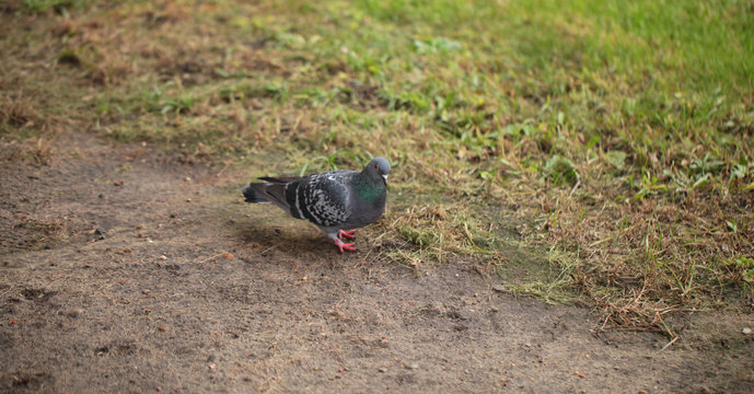 common grey pigeon near green grass