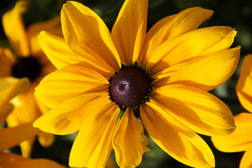 closeup of a brown eyed Susan