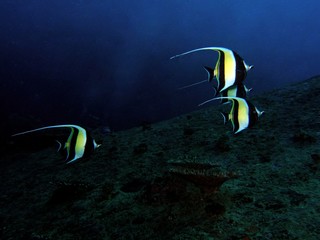 Naklejka premium Moorish idol, Similan Islands, Andaman Sea, Thailand, Underwater photograph