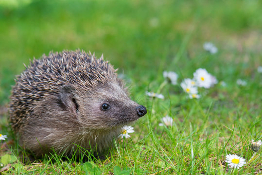 Ein Igel sitz auf dem Rasen im Garten   Braunbrustigel (Erinaceus europaeus)