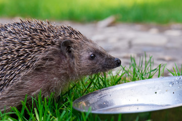Ein Igel im Garten auf der Suche nach Wasser   Braunbrustigel (Erinaceus europaeus)