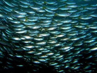 School on night dive, Similan Islands, Andaman Sea, Thailand, Underwater photograph