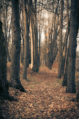 Fototapeta premium Autumn in the city park