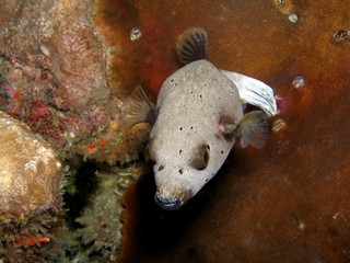 Masked Pufferfish, Similan Islands, Andaman Sea, Thailand, Underwater photograph