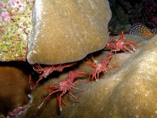 Dancing shrimps, Similan Islands, Andaman Sea, Thailand, Underwater photograph