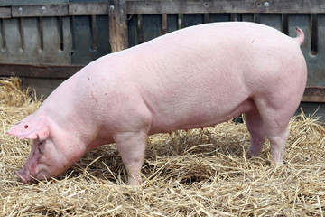 Pink colored domestic pig breeding at animal farm