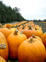 pumpkin patch in a field