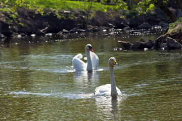Two swans swimming toward you each after another