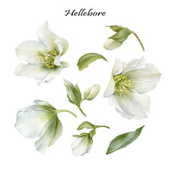 Flowers set of watercolor white hellebore and leaves