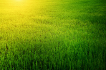 Plakat Green field background