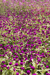 patch of purple flowers