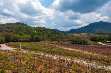 View of the Hua Hin hills vineyard in Thailand.