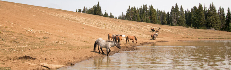Herd of wild horses at watering hole in the Pryor Mountains Wild Horse Range in the states of...