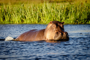 A lonely hippo enjoying the sunset in the Nile river in Murchison Falls nation park in Uganda. Too...