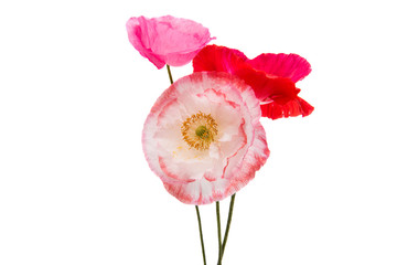 decorative red poppies isolated