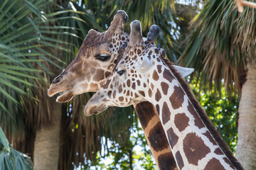 Close Up of Two Giraffes - 181822208