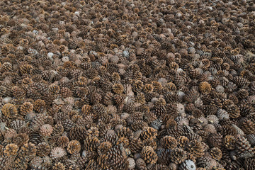 Forest tree planting seeds