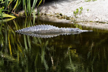 Alligator Reflection in a Tropical Pond - 181822656