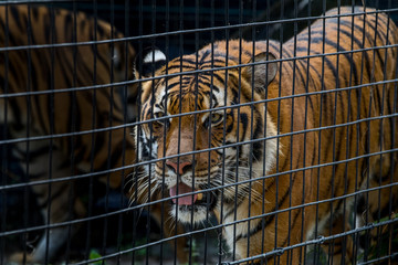 Tiger at the Zoo - 181823026