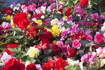 red, white, pink bright flowers