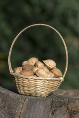 Almonds in light small wicker basket on wooden stump, unpeeled nuts in hard shells