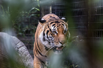 Tiger at the Zoo - 181823089