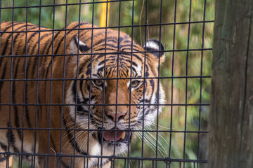 Tiger at the Zoo - 181823221