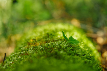 Hare clover in moss with river in the background.