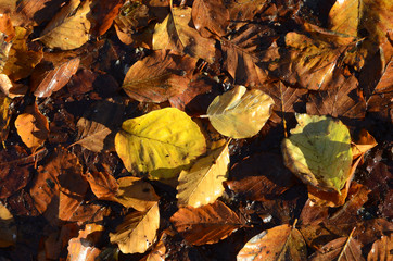 Withered leaves on the forest floor.