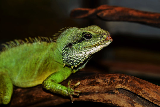 Iguana sitting on a branch