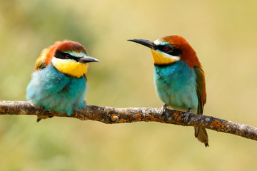Couple of bee-eaters