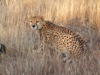 Reisen, Tiere, Landschaften