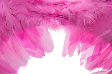 pink feathers isolated