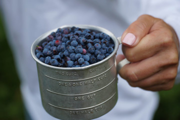 Fresh Blueberries