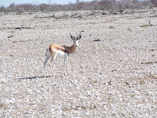 Reisen, Tiere, Landschaften